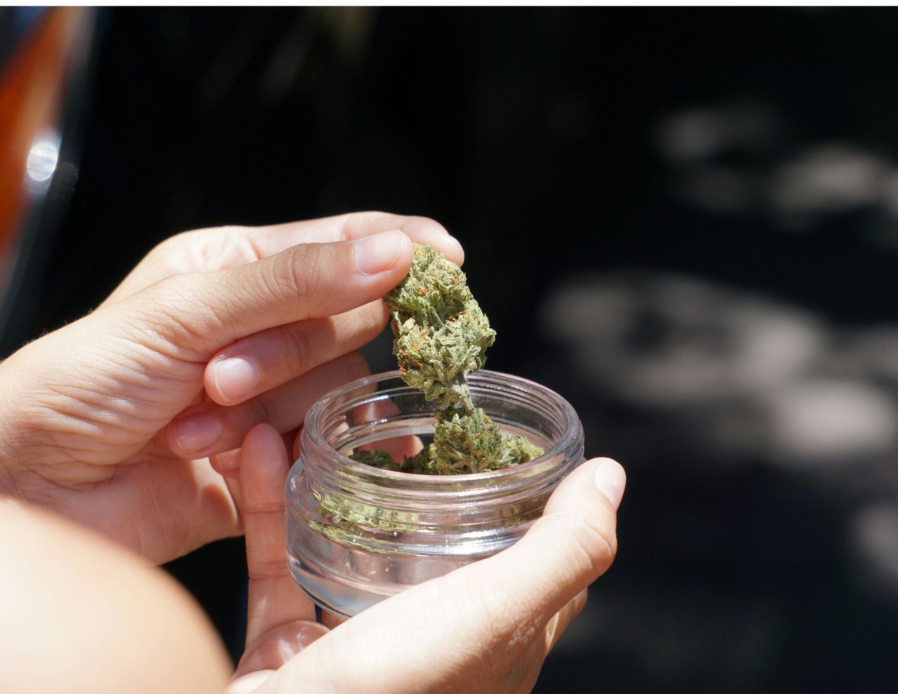 A Parma, semi di cannabis: 3 milioni sottratti alle mafie
