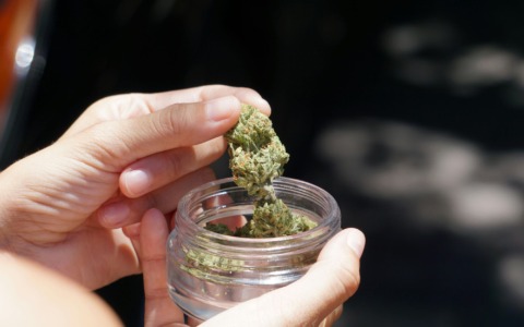 A Parma, semi di cannabis: 3 milioni sottratti alle mafie